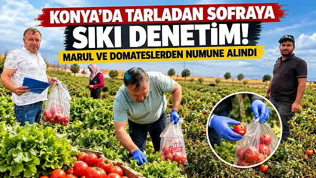 Konya'da tarladan sofraya sıkı denetim! Marul ve domateslerden numune alındı