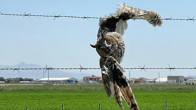 Konya'da tellere takılan orman baykuşu işte böyle kurtarıldı
