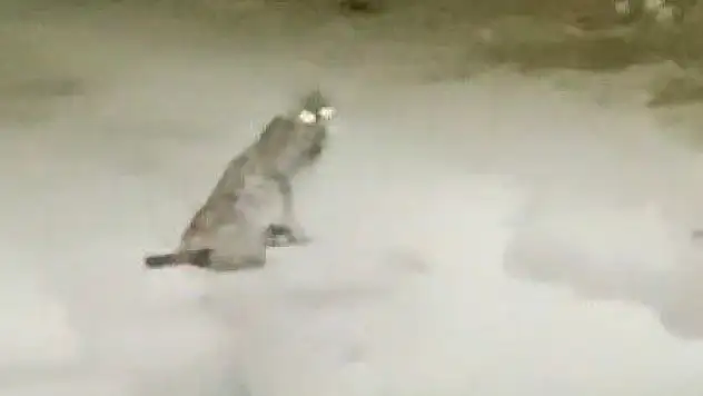 Konya'da teravih dönüşü yolda şaşırtan karşılaşma