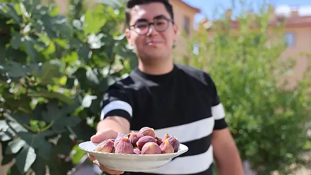 Konya'da üniversite öğrencisi apartman bahçesinde incir yetiştirdi