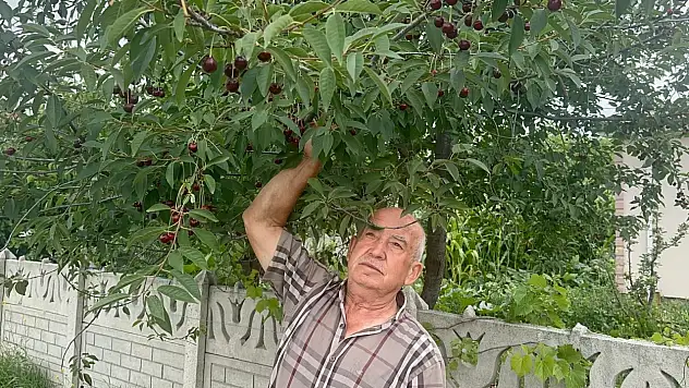 Konya'da üreticinin yüzü gülüyor! Kilogramı 80 liraya çıktı, sanayi kapıda kuyruk oldu