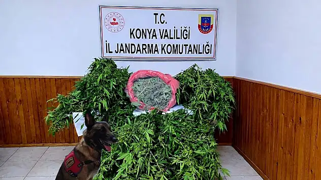 Konya'da uyuşturucu tacirlerine  darbe: Depoda esrar ve kenevir ele geçirildi!