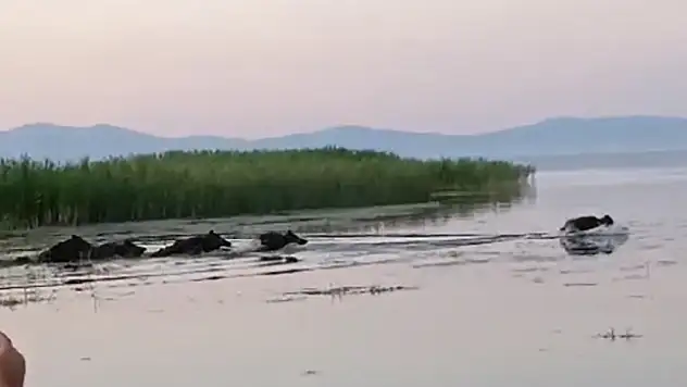 Konya'da yaban domuz sürüsü görüldü!