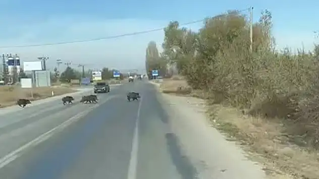 Konya'da yaban domuzları karayolunu bastı
