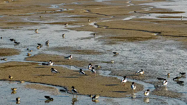 Konya'da yağışlar Altınapa Barajı'nı canlandırdı: Yaban ördekleri geldi