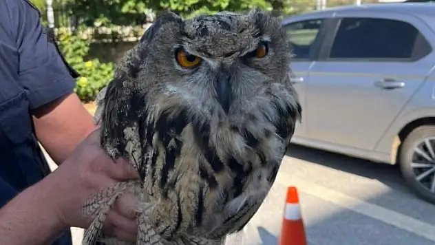 Konya'da yaralı baykuşa şefkat eli!