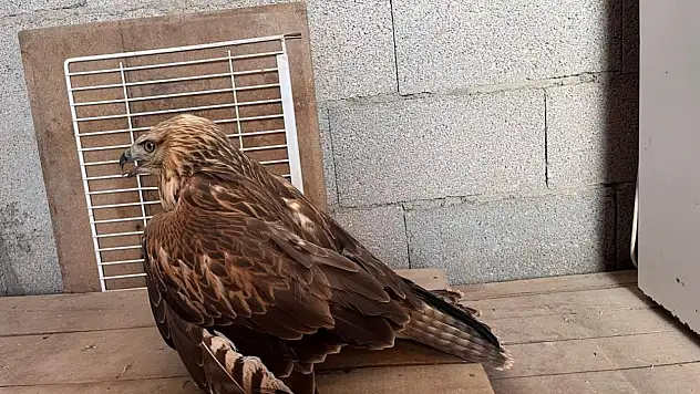 Konya'da yaralı kızıl şahin koruma altına alındı