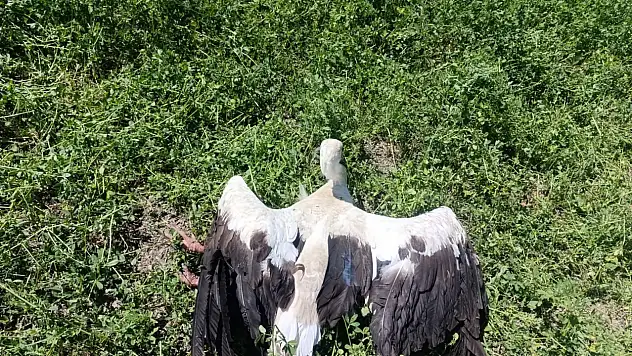 Konya'da yaralı leylek operasyonu: Tedavi altına alındı!