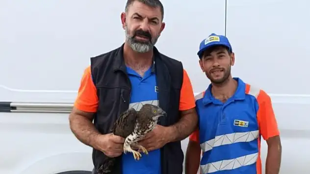 Konya'da yaralı şahine şefkat eli!