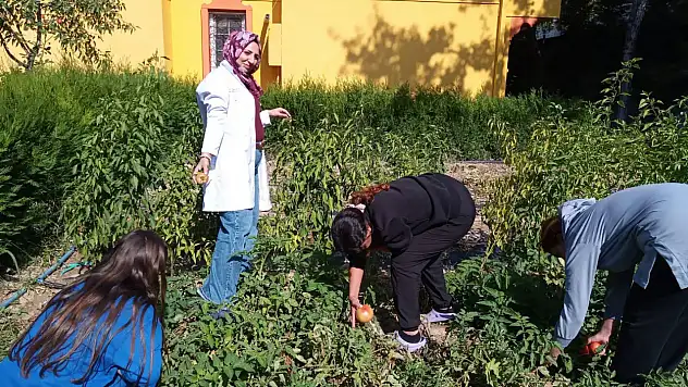 Konya'da yılın son hasadı yapıldı