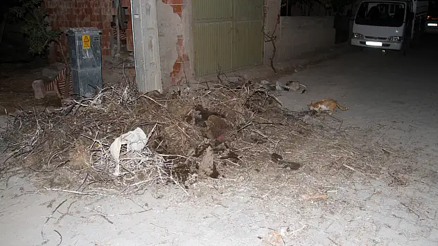 Konya'da yürek burkan olay: Yavru leylekler telef oldu