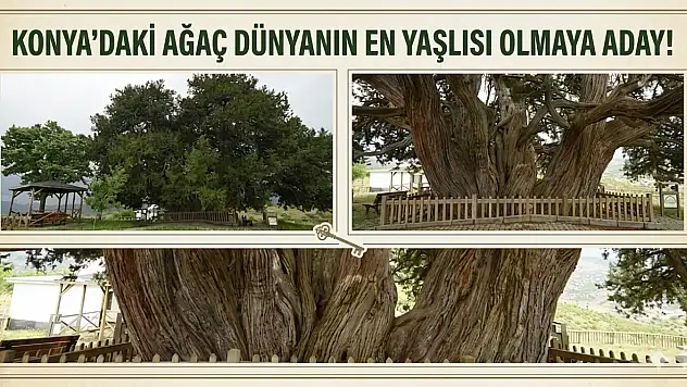 Konya'daki ağaç dünyanın en yaşlısı olmaya aday!