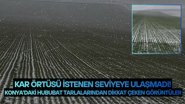 Konya'daki hububat tarlalarından dikkat çeken görüntüler: Kar örtüsü istenen seviyeye ulaşmadı!