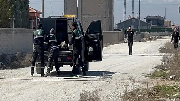Konya'daki köpek saldırısı faciasında 2 belediye çalışanına soruşturma!