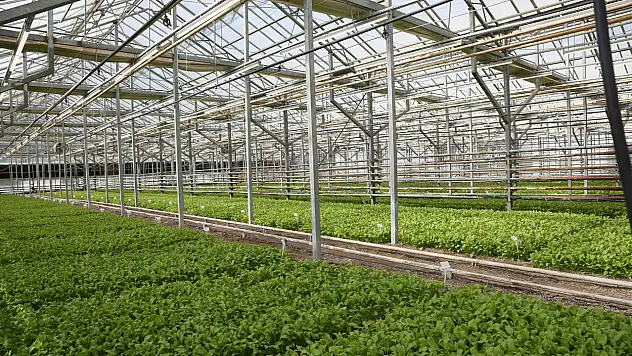 Konya'dan tarımda bir ilk! Şeker pancarı testinde dünya ligine girdiler