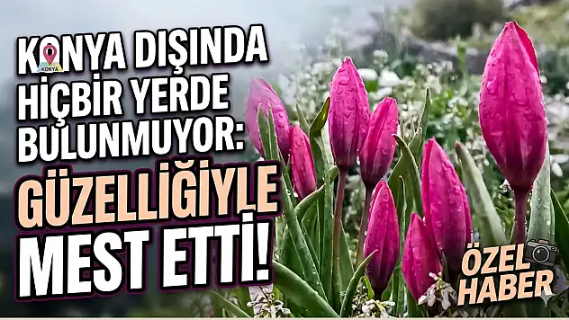 Konya dışında hiçbir yerde bulunmuyor: Güzelliğiyle mest etti!