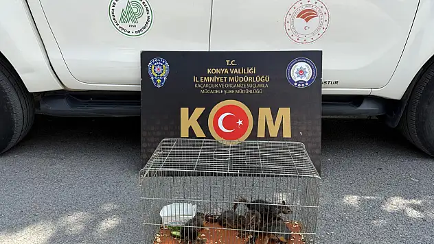 Konya Emniyeti yasak ticarete geçit vermedi: 6 sincap ele geçirildi!