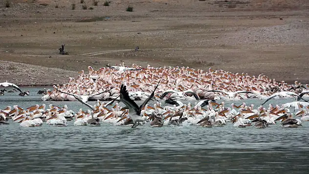 Konya İvriz Barajı pelikanları misafir etti