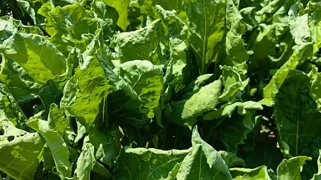 Konya Karapınar'da şeker pancarı tarlalarında virüs tehlikesi!