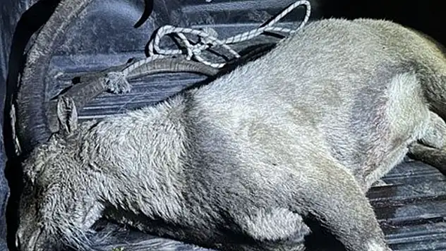 Konya Milletvekiline yasak av cezası