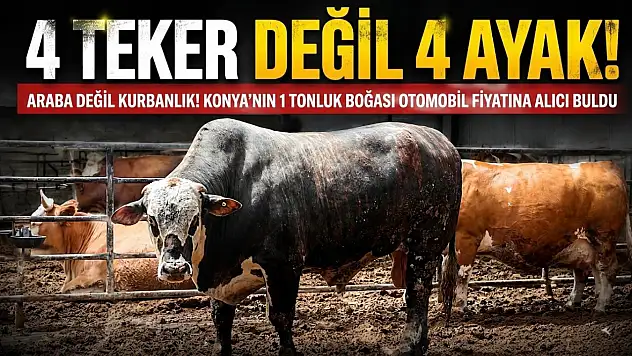 Konya'nın 1 tonluk boğası otomobil fiyatına alıcı buldu