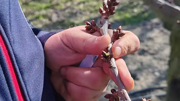 Konya'nın ağaçları mercek altında: Verim için kritik günler