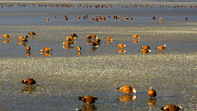 Konya'nın göç durağında hareketlilik: 5 bin angıt gölü kapladı