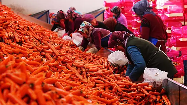 Konya'nın havucu dünya pazarında