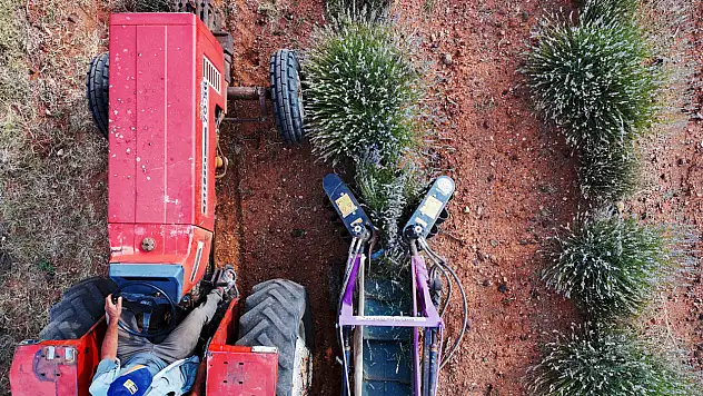 Konya'nın kıraç toprakları lavanta ile ekonomiye kazandırılıyor