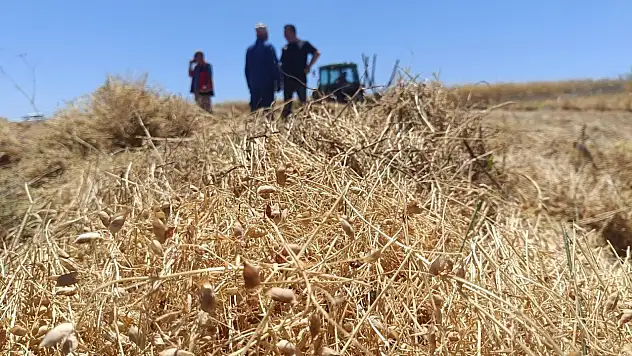Konya'nın kırmızı incisinde hasat başladı