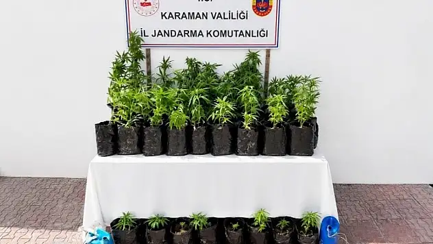 Konya'nın komşusunda 2 bin 802 kök kenevir ele geçirildi