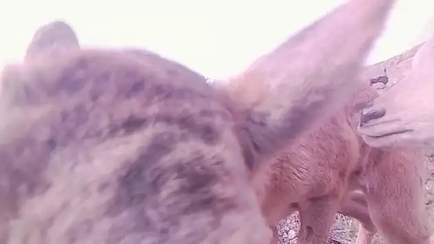 Konya'nın komşusunda kalpleri ısıtan nadir görüntü