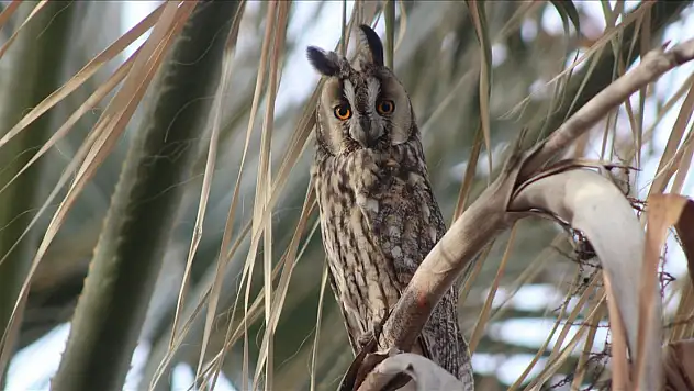 Konya'nın kulaklı orman baykuşları dikkat çekiyor
