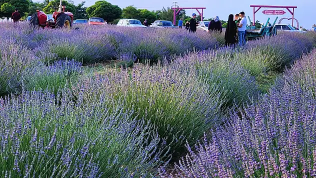 Konya'nın lavanta bahçesi mora büründü