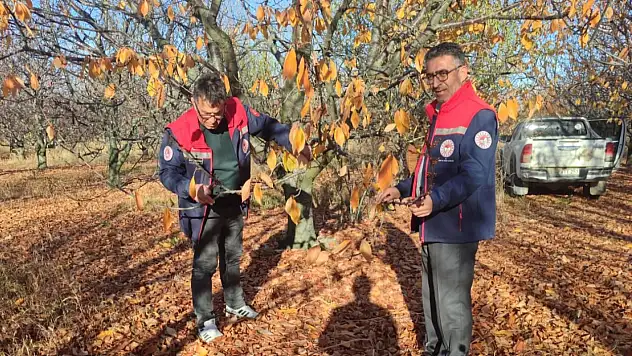 Konya'nın meşhur meyvesine kritik inceleme!