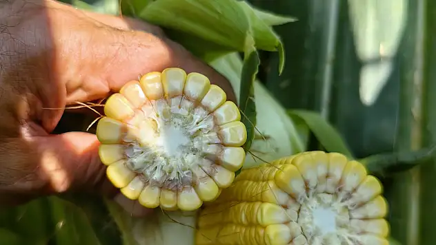 Konya'nın meşhur ürününde doğru zaman ne zaman? Uzman isim tek tek açıkladı...