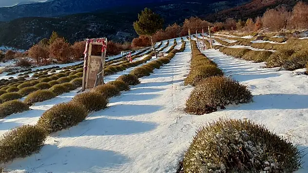 Konya'nın mor bahçeleri beyaza büründü
