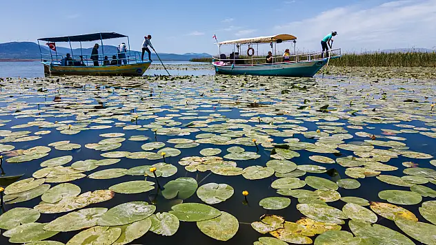 Konya'nın ''nilüfer bahçesi'' çiçek açtı