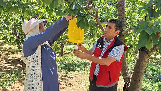 Konya'nın o ürününe gözü gibi bakıyorlar! Müdürlük açıkladı...