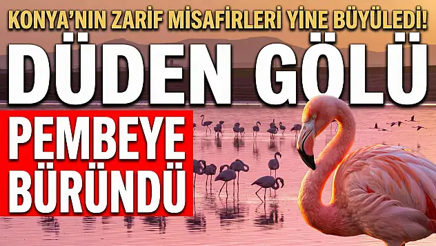 Konya'nın zarif misafirleri yine büyüledi! Düden gölü pembeye büründü