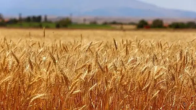 Konya Ovası'nda çiftçinin bayramı başladı!