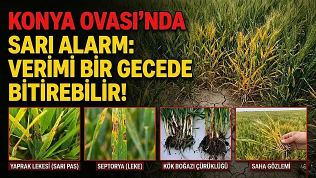 Konya Ovası'nda sarı alarm: Verimi bir gecede bitirebilir!