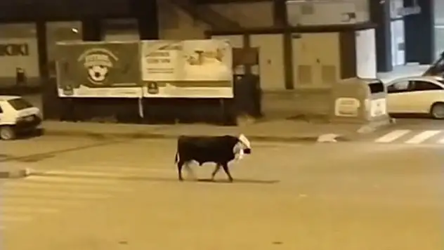 Konya Seydişehir'de kaçan boğa şehri birbirine kattı