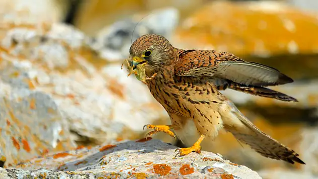 Konya tarımına kanatlı destek: Kerkenezler çiftçinin gözdesi oldu