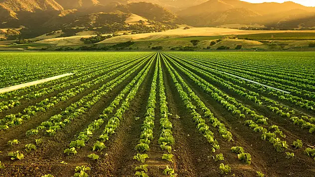 Konya tarımında bir ilk! Veriler toplanıyor...