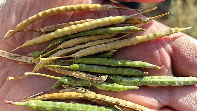 Konya tarımında bu ürünü soğuk vurdu! Verim düşecek mi?