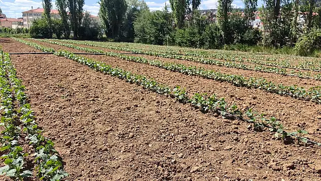 Konya tarımında çeşitlilik artıyor! Artık bu ürünü de üretiyorlar...