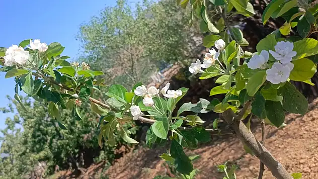 Konya tarımında ilginç gelişme: Elma ağaçları Ağustos'ta çiçek açtı