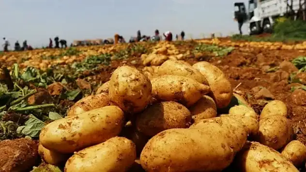 Konya tarımında kayıp yaşanacak! Uzman isim duyurdu...