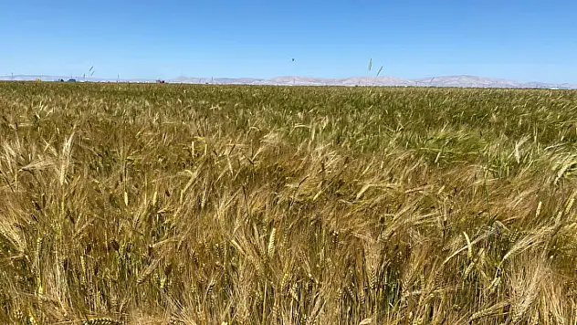 Konya tarımını vuran tehlike! Hastalık alarmı...
